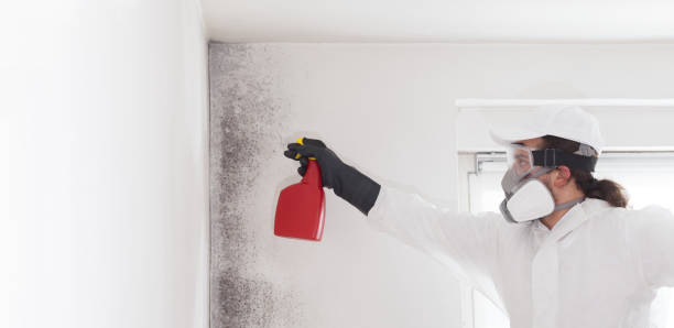 Best Toxic Mold Removal  in Enfield, NC